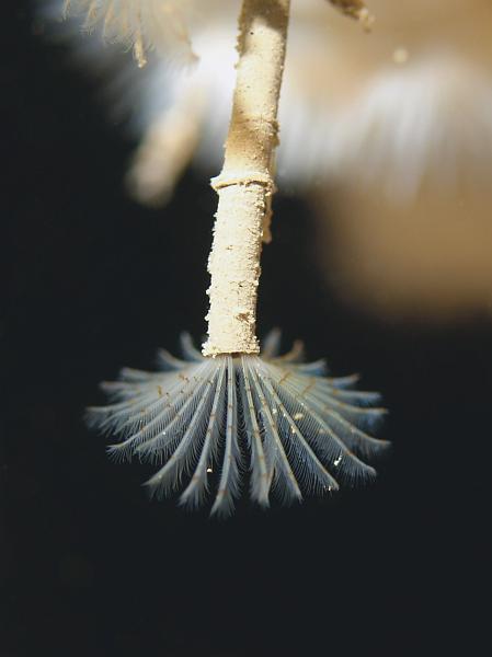 Copy of RS059192clean.jpg - Peacock Fanworm feeding